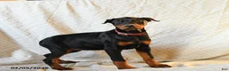 Doberman Pinscher dogs for sale: Rita - Ad 2