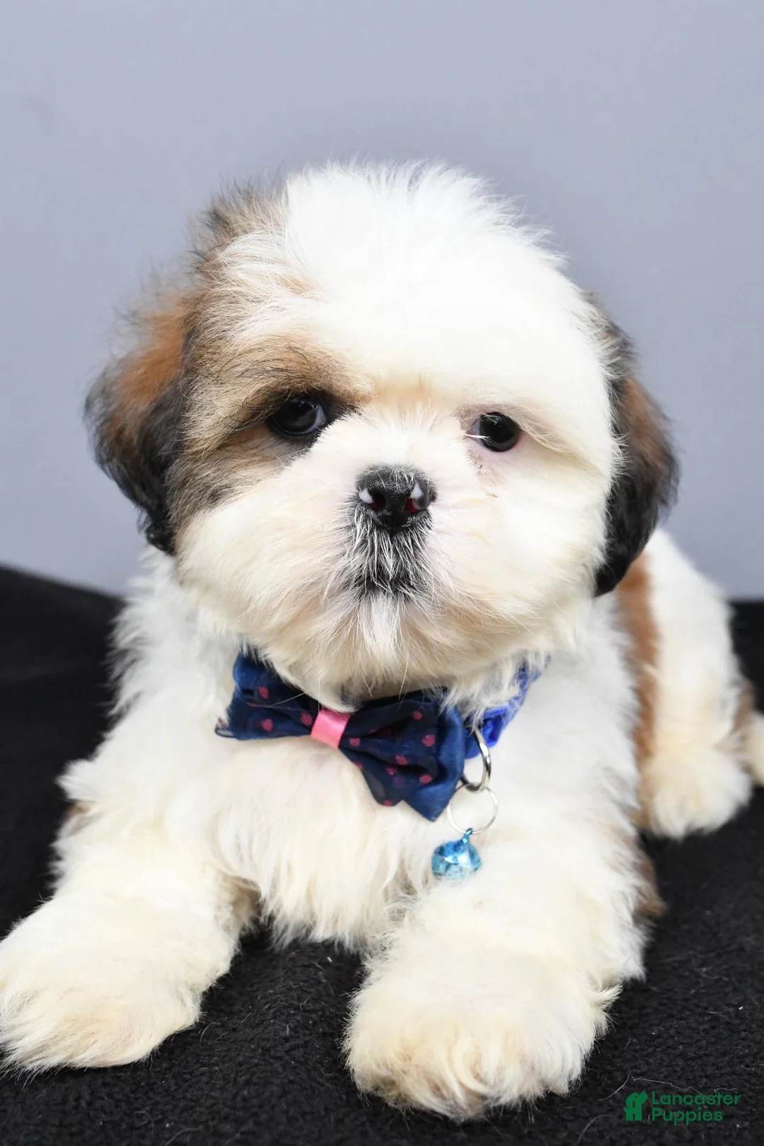 Shih Tzu dogs for sale: Chase - Ad 1