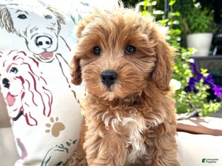Cavapoo dogs - Ad 1