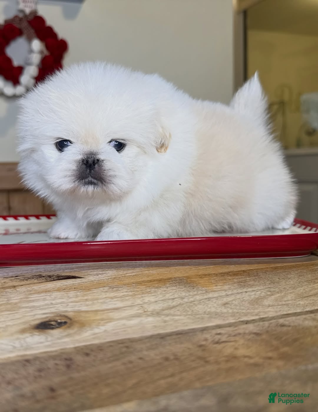 Pekingese dogs for sale: Finn - Ad 8