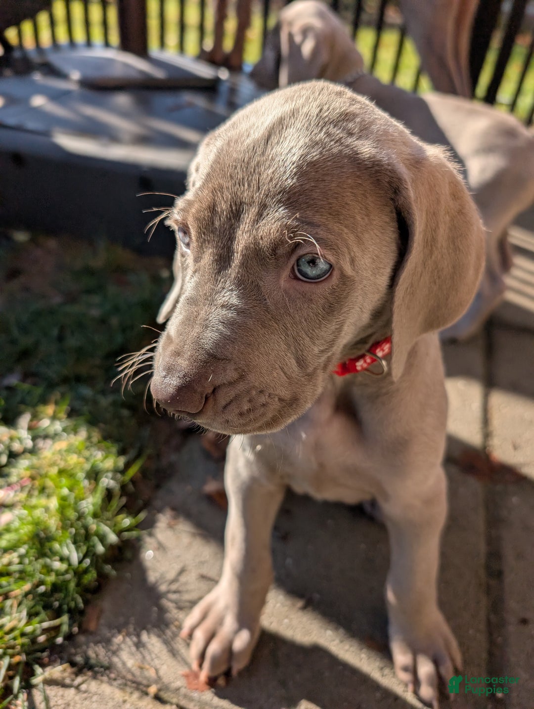 Weimaraner dogs for sale: Dart - Ad 2