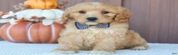 Mixed Breed dogs for sale: Hunter - Ad 3