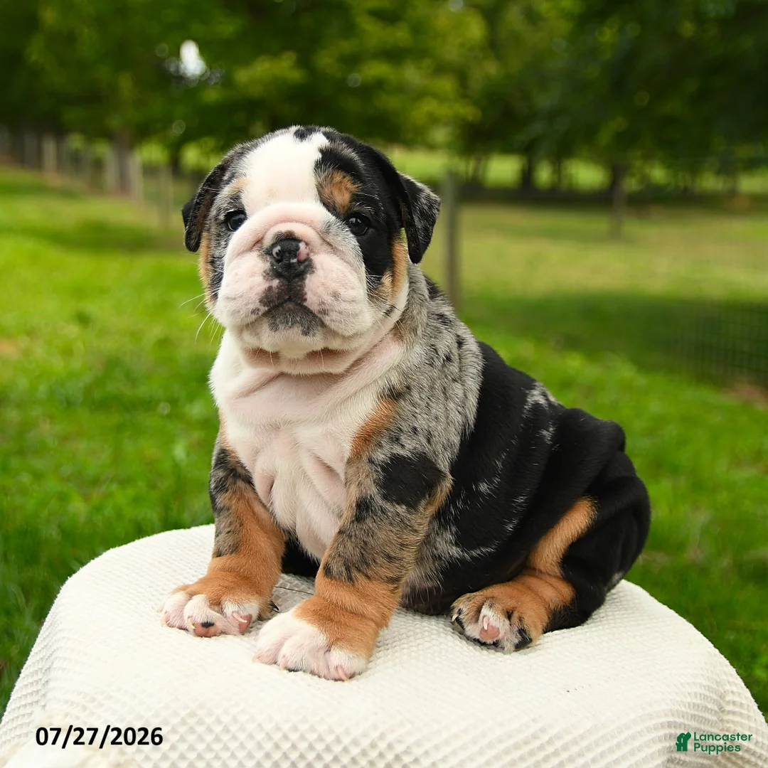 English Bulldog dogs for sale: Meatball - Ad 1