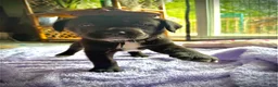 Mixed Breed dogs for sale: Dallas  - Ad 10