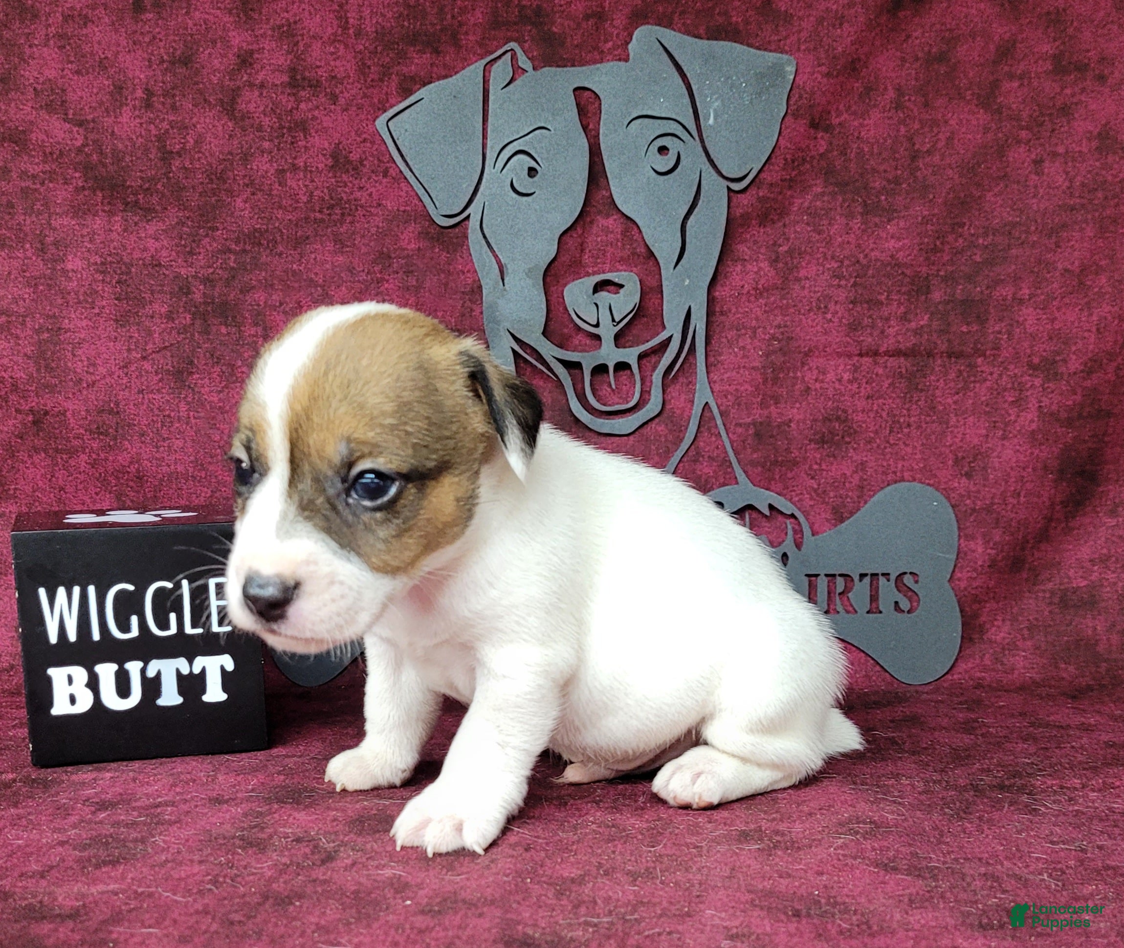 Jack Russell Terrier dogs Pax CKC male Delivery Available  - Ad 2