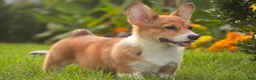 Welsh Corgi Pembroke dogs for sale: Trix Welsh Corgi Pembroke  - Ad 14