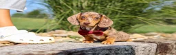 Miniature Dachshund dogs for sale: Buddy - Ad 11