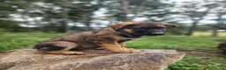 German Shepherd dogs for sale:  Thora - Ad 4