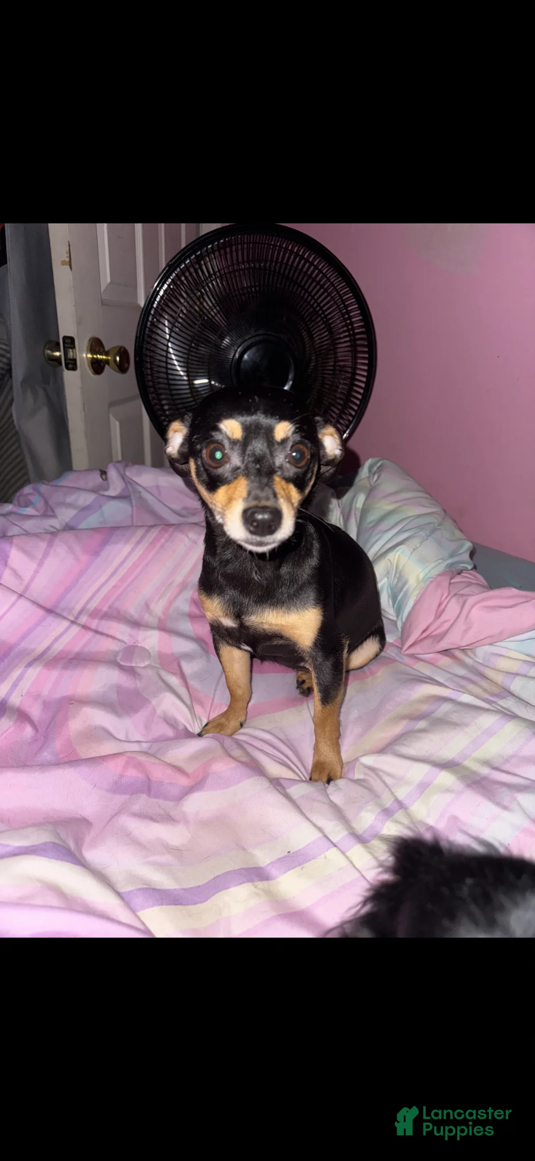 Chihuahua dogs for sale: Chihuahua Puppy 1 - Ad 5