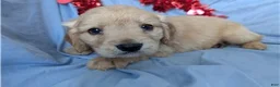 Mixed Breed dogs for sale: Sunny - Ad 1