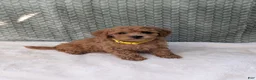 Bichpoo dogs for sale: Benji  - Ad 5