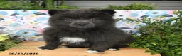 Pomeranian dogs for sale: Cheeky - Ad 4