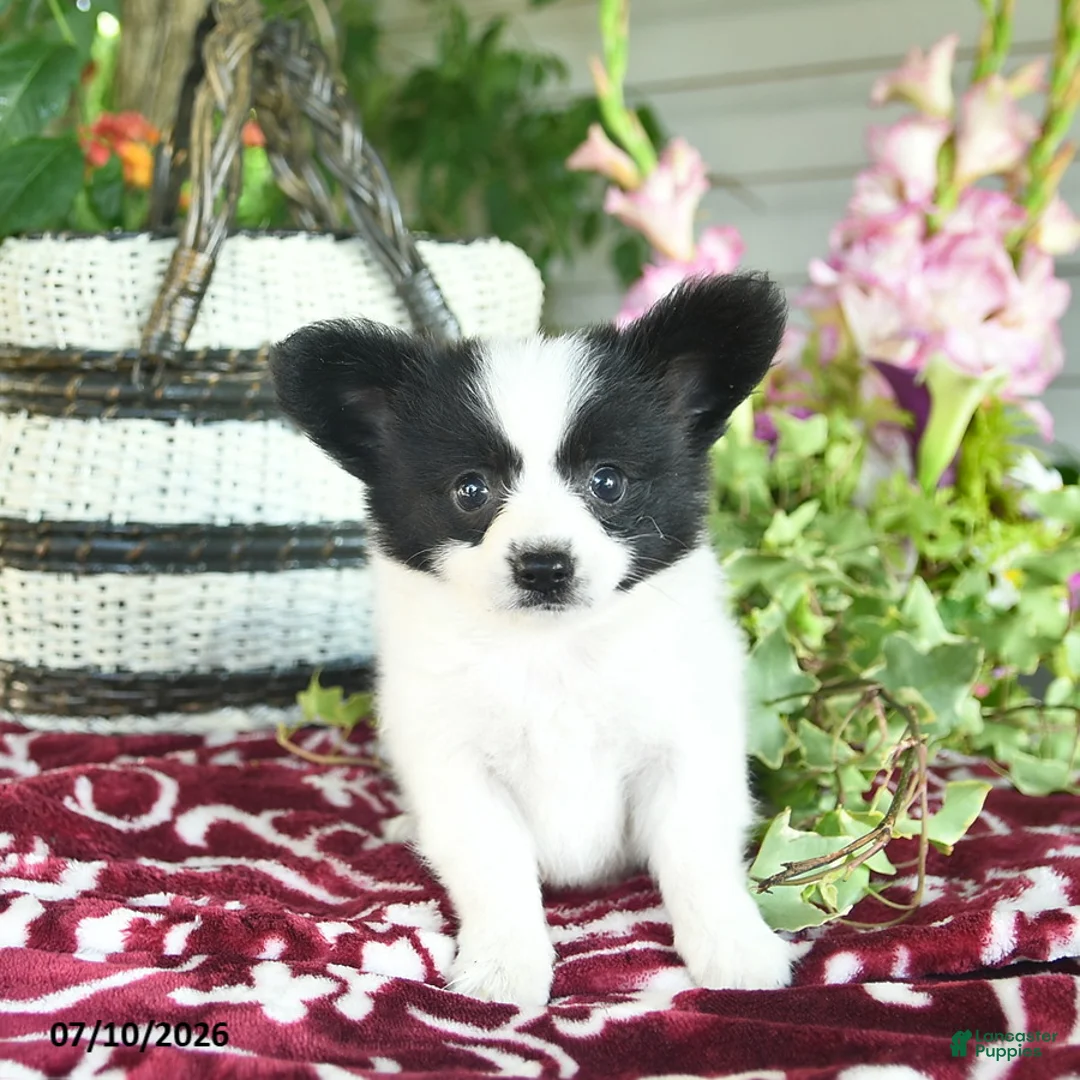 Papillon dogs for sale: Oscar  - Ad 2