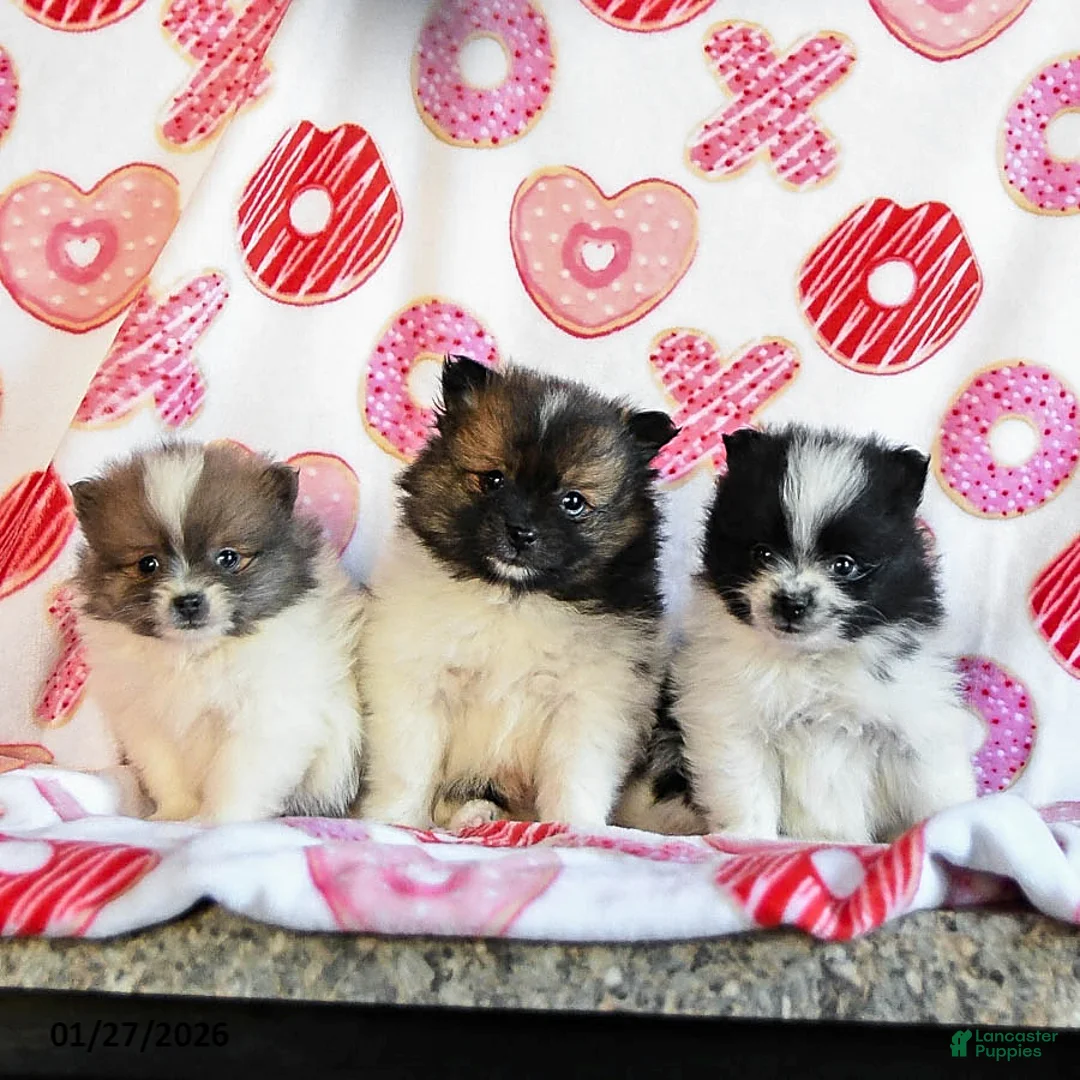 Pomeranian dogs for sale: Autumn - Ad 3