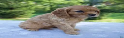 Mixed Breed dogs for sale: Rosie - Ad 4
