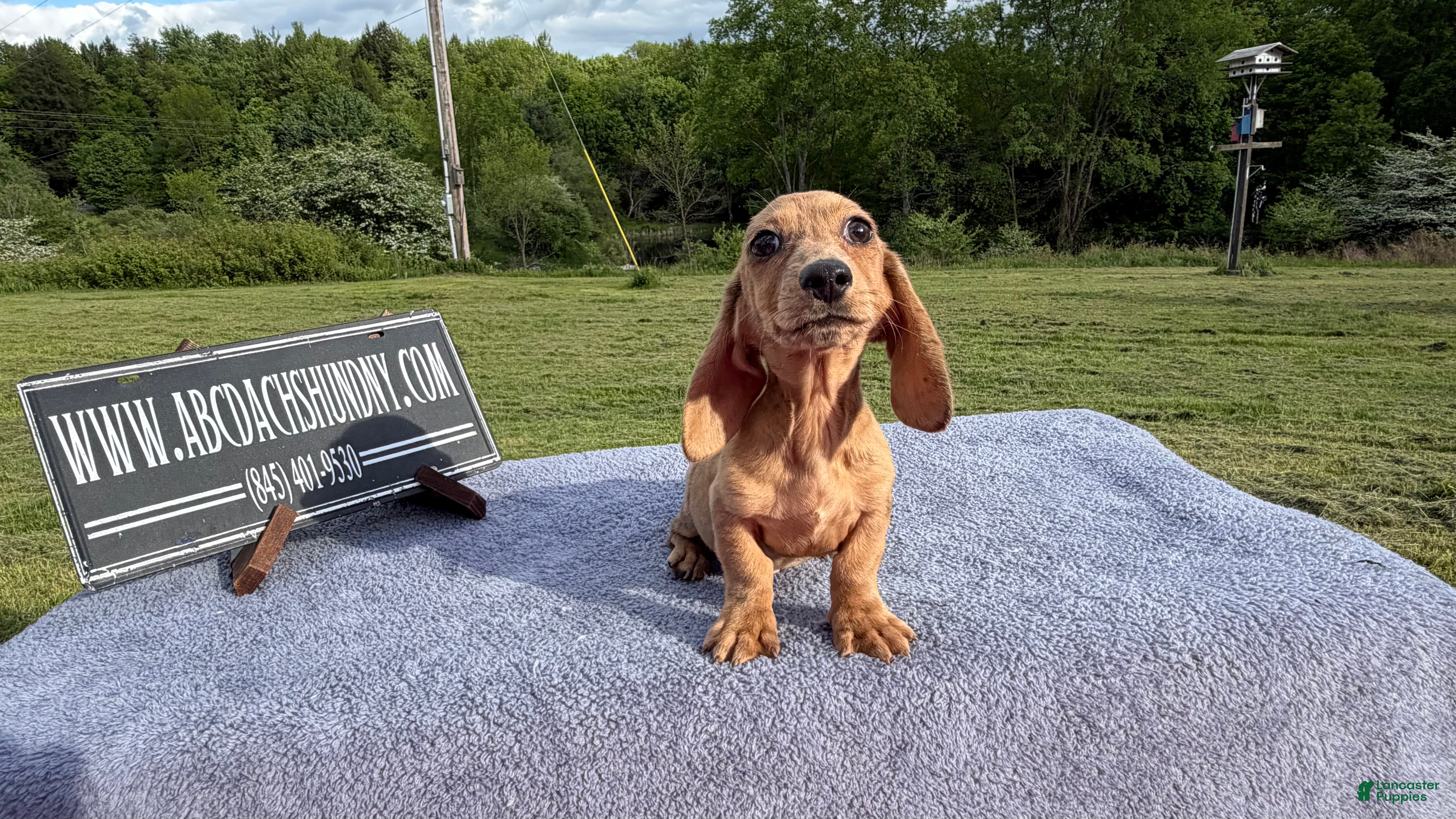 Miniature Dachshund dogs Brindle boy  - Ad 17