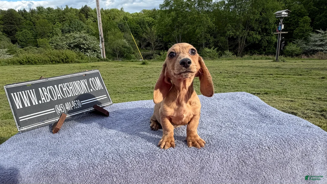 Miniature Dachshund dogs for sale: Brindle boy  - Ad 1
