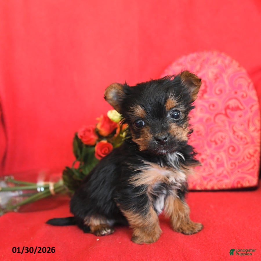 Yorkshire Terrier dogs Pogo - Ad 11