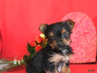 Yorkshire Terrier dogs Pogo - Ad 11