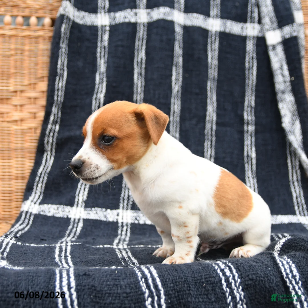 Jack Russell Terrier dogs for sale: Jackson - Ad 3