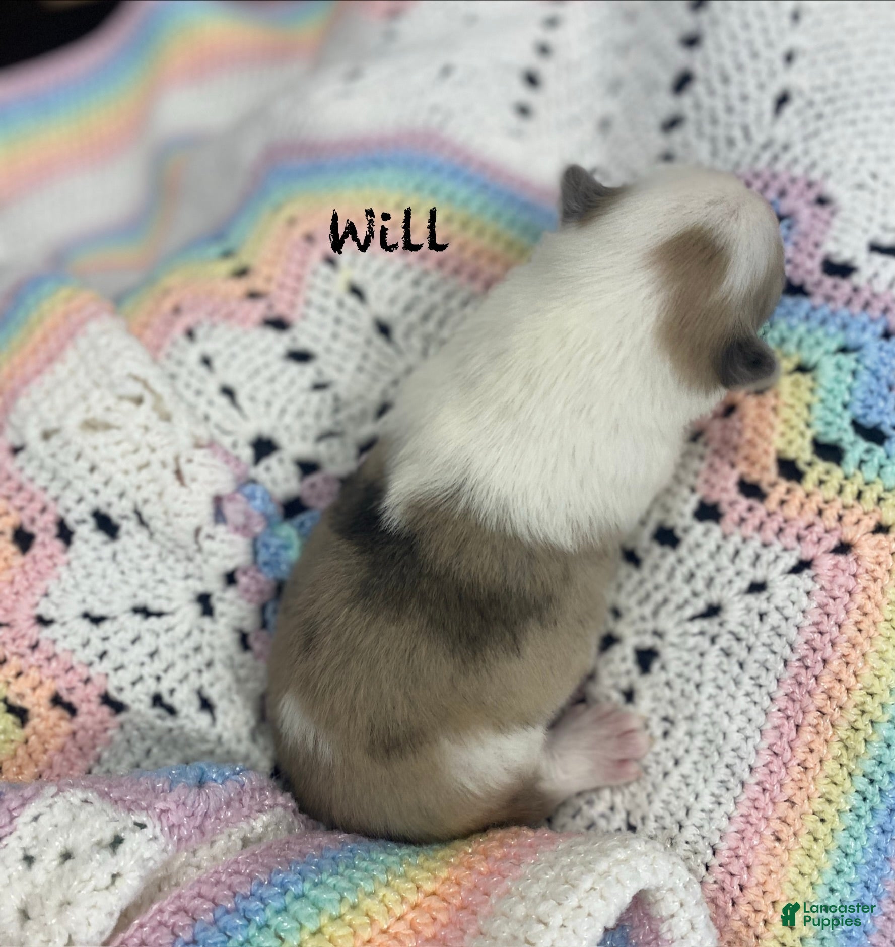Pomsky dogs Will - Ad 2
