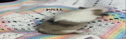 Pomsky dogs for sale: Will - Ad 2