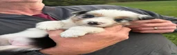 Border Collie dogs for sale: Specks - Ad 10