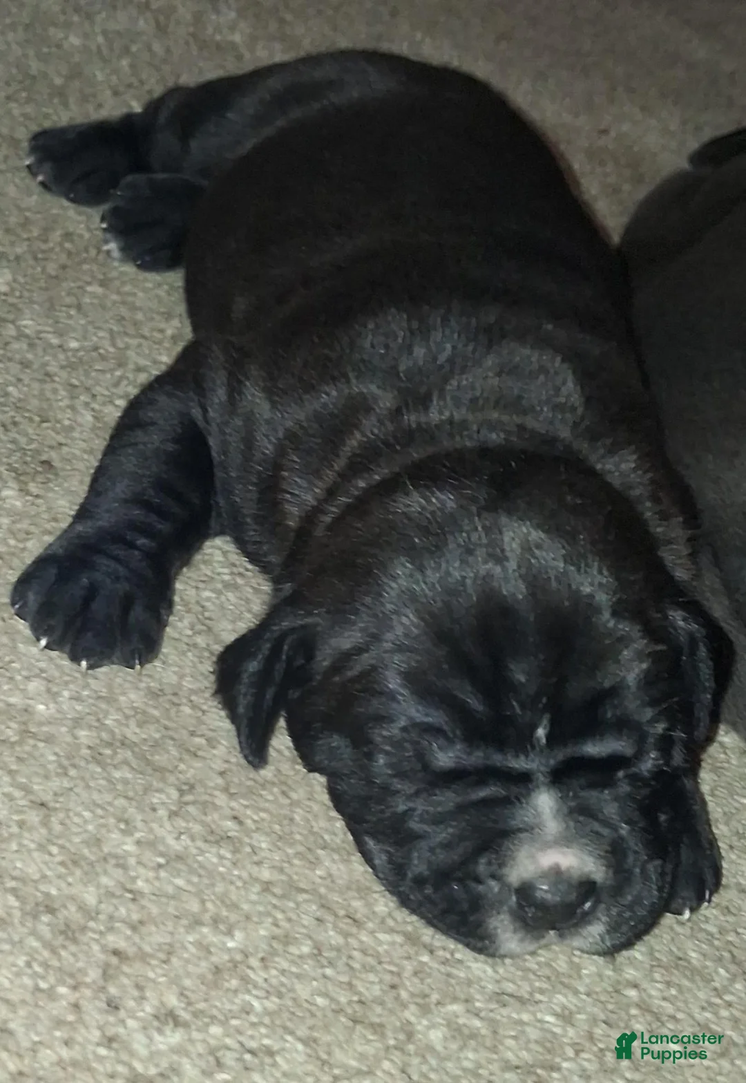 Cane Corso dogs for sale: Cane Corso 4 - Ad 1