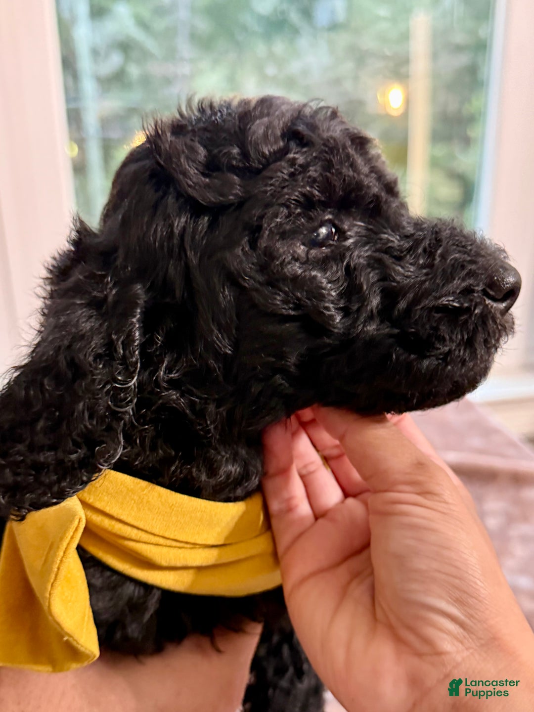 Standard Poodle dogs for sale: Standard Poodle Puppy 8 - Ad 4