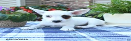 Jack Russell Terrier dogs for sale: Daisy - Ad 5