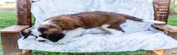 Saint Bernard dogs for sale: Sweetheart - Ad 8