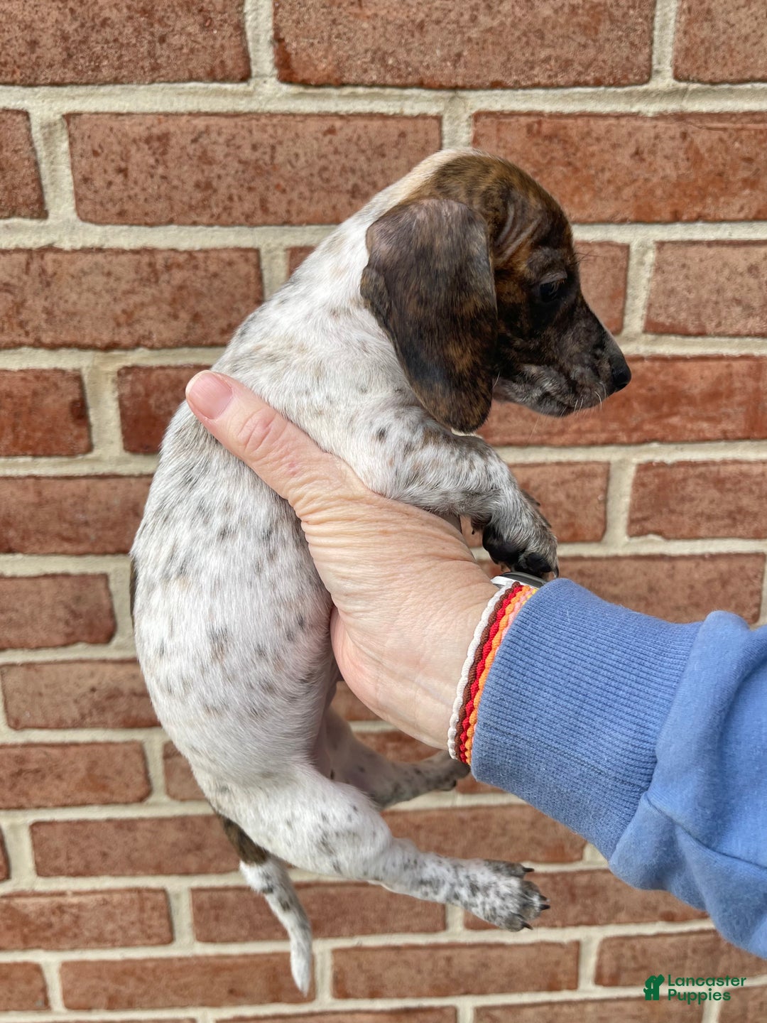 Dachshund dogs for sale: Brindle Pie - Ad 3