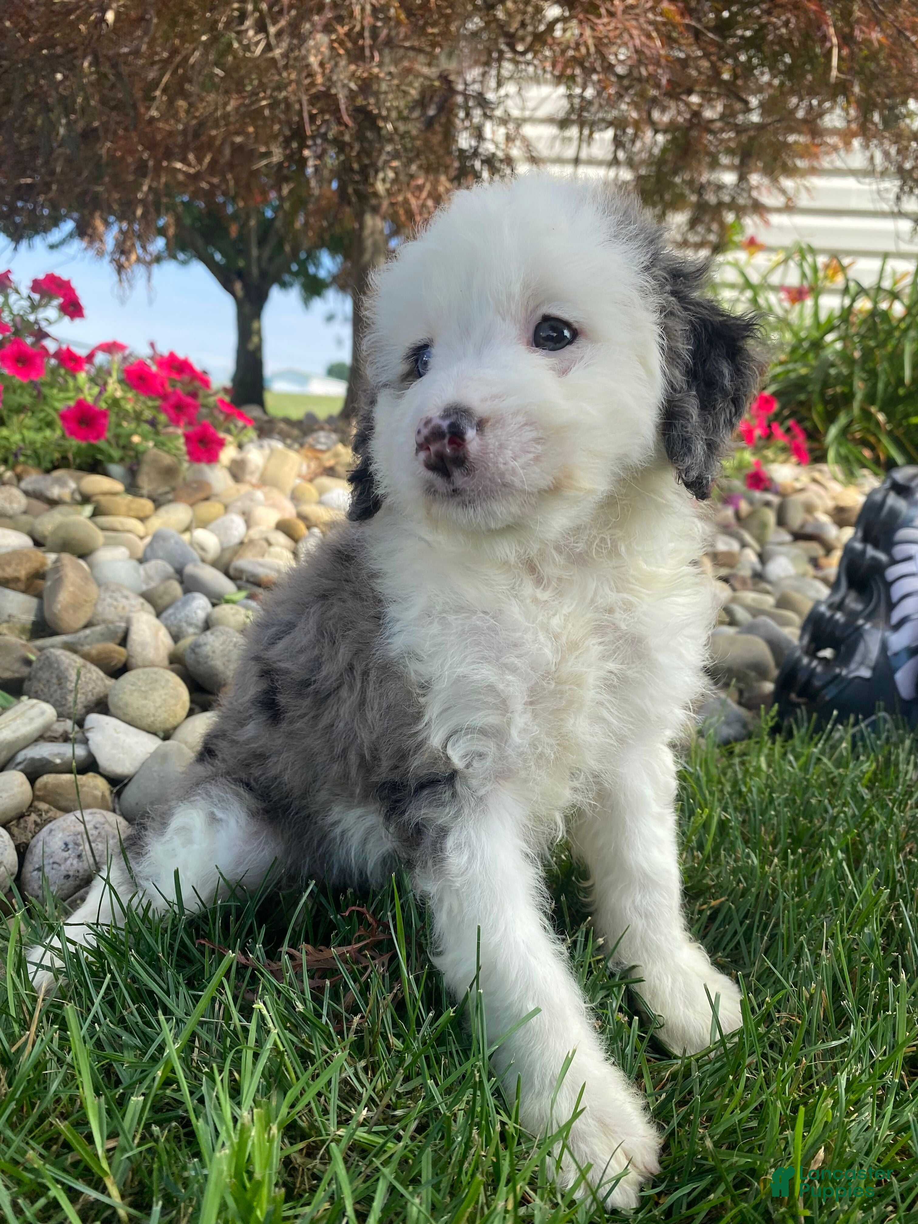Mini Bernedoodle dogs Tonya - Ad 1
