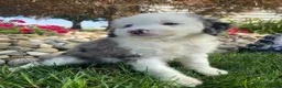 Mini Bernedoodle dogs for sale: Tonya - Ad 1