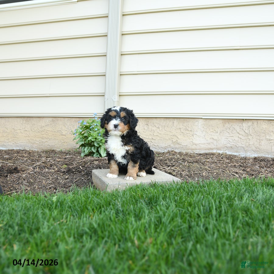 Bernedoodle dogs Bentley - Ad 1