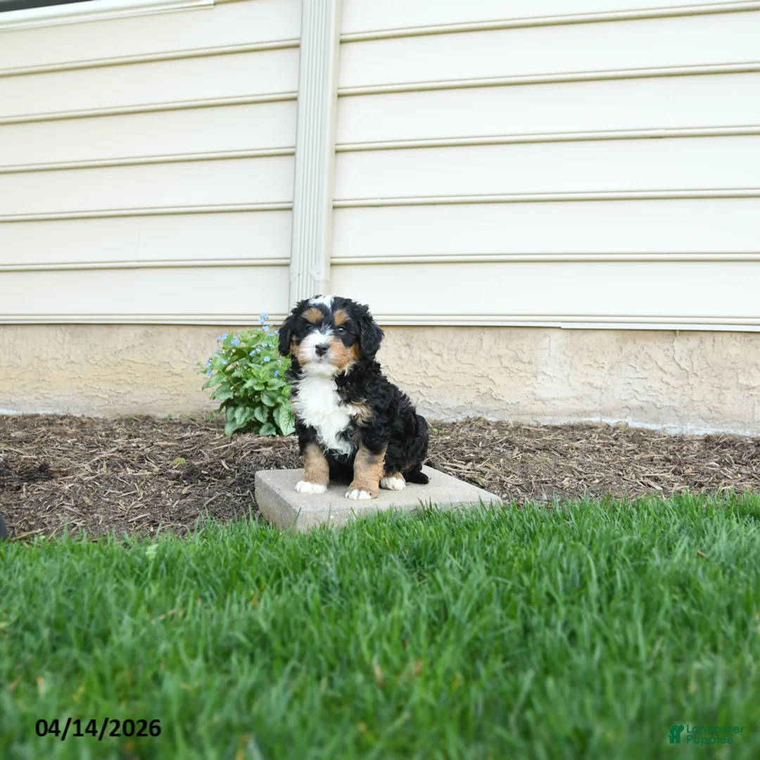 Bernedoodle dogs for sale: Bentley - Ad 1