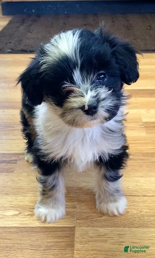Mini Aussiedoodle dogs Jude - Ad 16