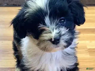 Mini Aussiedoodle dogs Jude - Ad 29