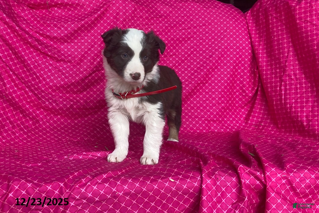 Mixed Breed dogs for sale: Georgia - Ad 2