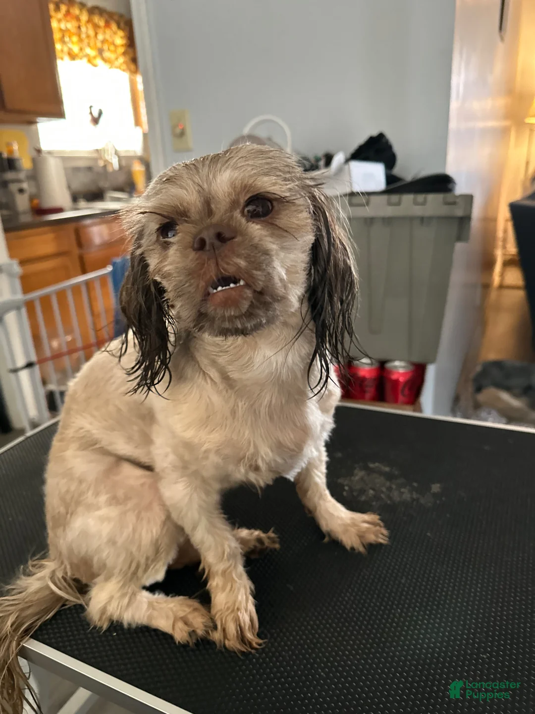 Shih Tzu dogs for sale: Shih Tzu Puppy 4 - Ad 3