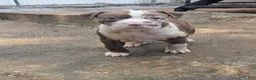 American Bully dogs for sale: Polaris - Ad 5