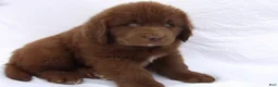 Newfoundland dogs for sale: Duke - Ad 2