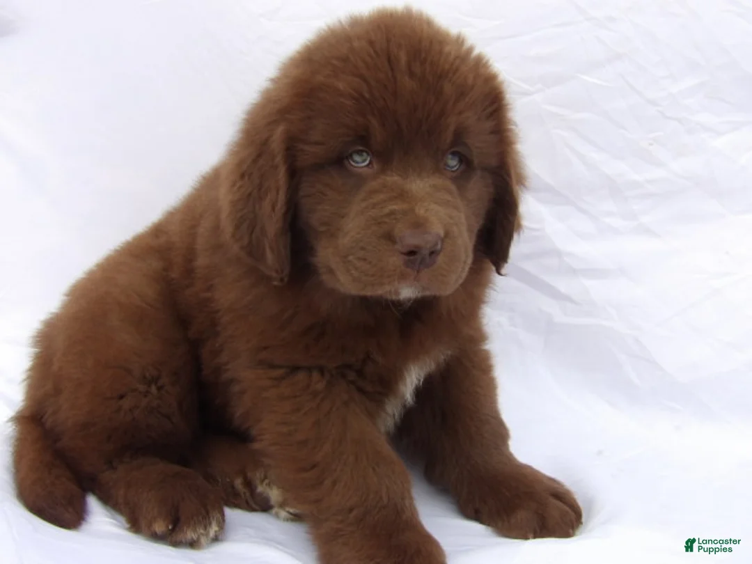 Newfoundland dogs for sale: Duke - Ad 2