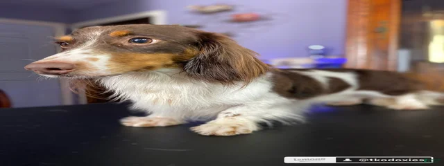 Cooper
