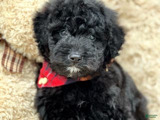 Aussiedoodle dogs Navajo - Ad 20