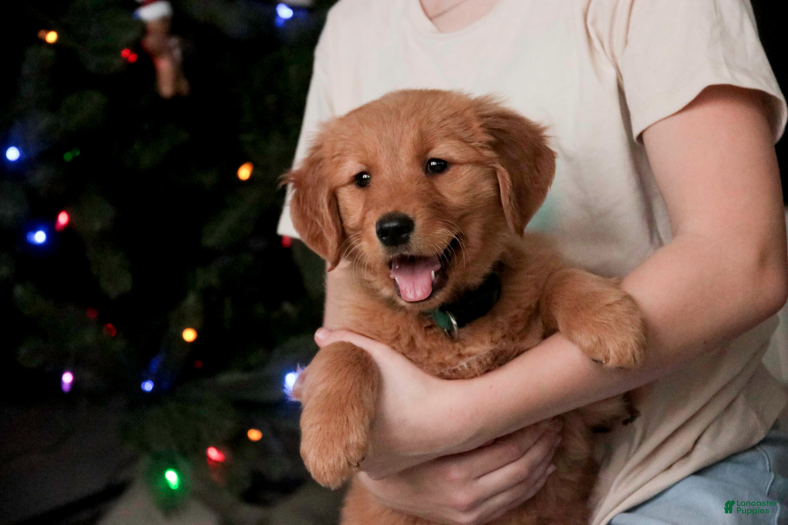 Golden Retriever dogs Shelby - AKC  - Ad 38