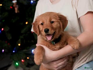 Golden Retriever dogs Shelby - AKC - Ad 38