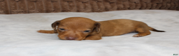 Miniature Dachshund dogs for sale: Tank - Ad 5