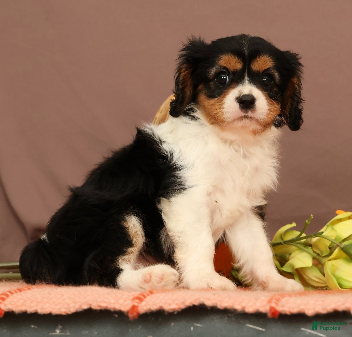 Cavalier King Charles Spaniel dogs for sale: Ranger - Ad 1