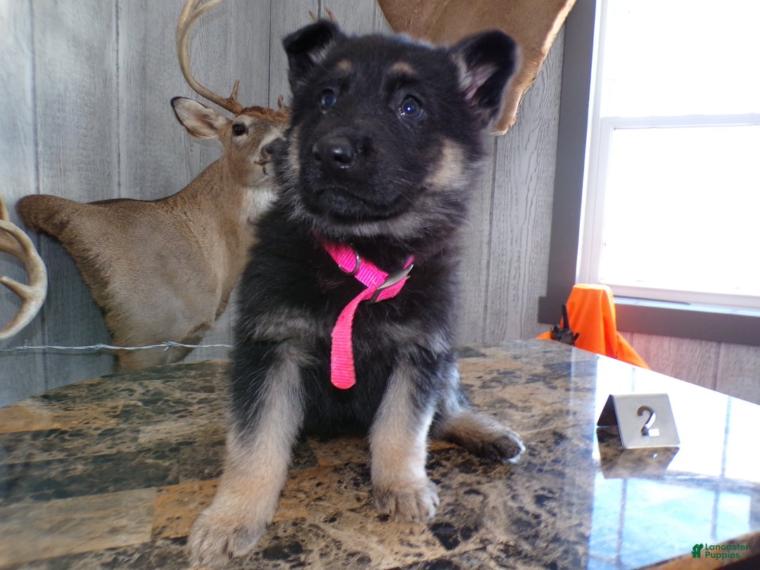 German Shepherd dogs for sale: German Shepherd Puppy 2 Zoey - Ad 2